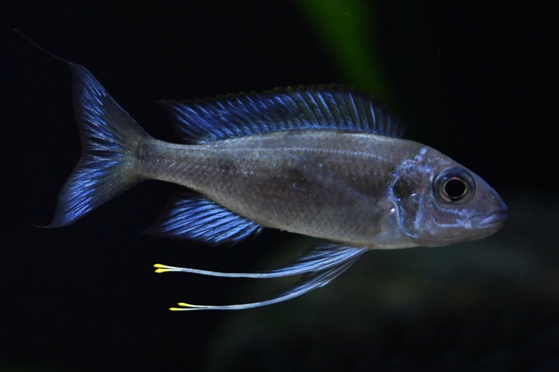 Ophthalmotilapia sp. 'paranasuta' Nyanza-Lac